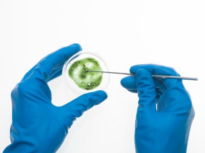 Inspect and Remove Mold from the Home or Business!